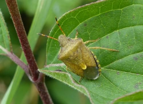 Peribalus strictus vernalis